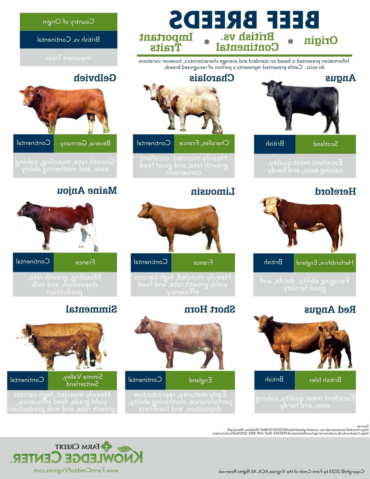 Beef Breeds infographic