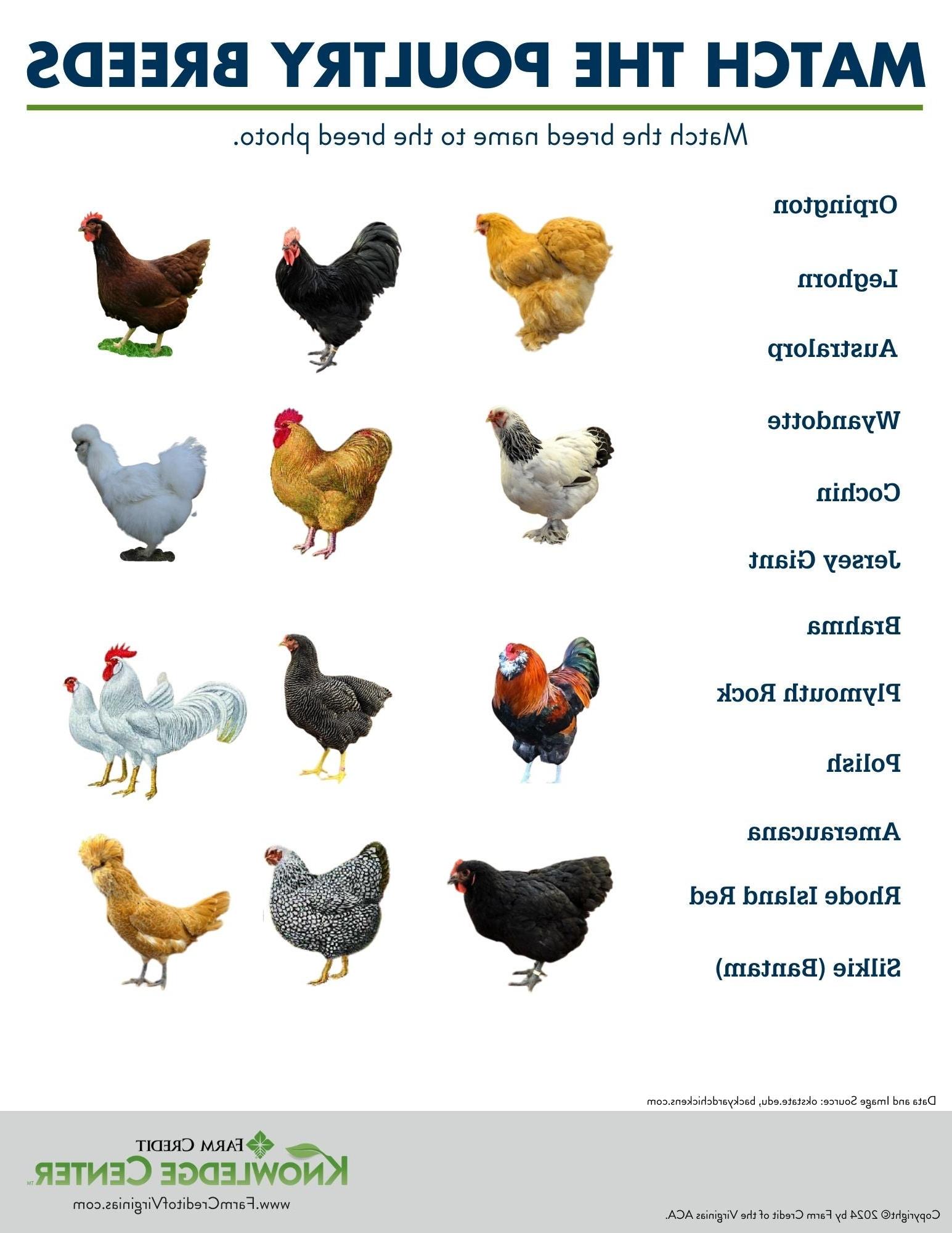 poultry breeds worksheet