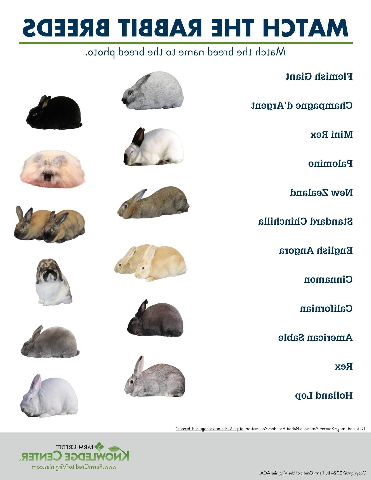 rabbit breed worksheet