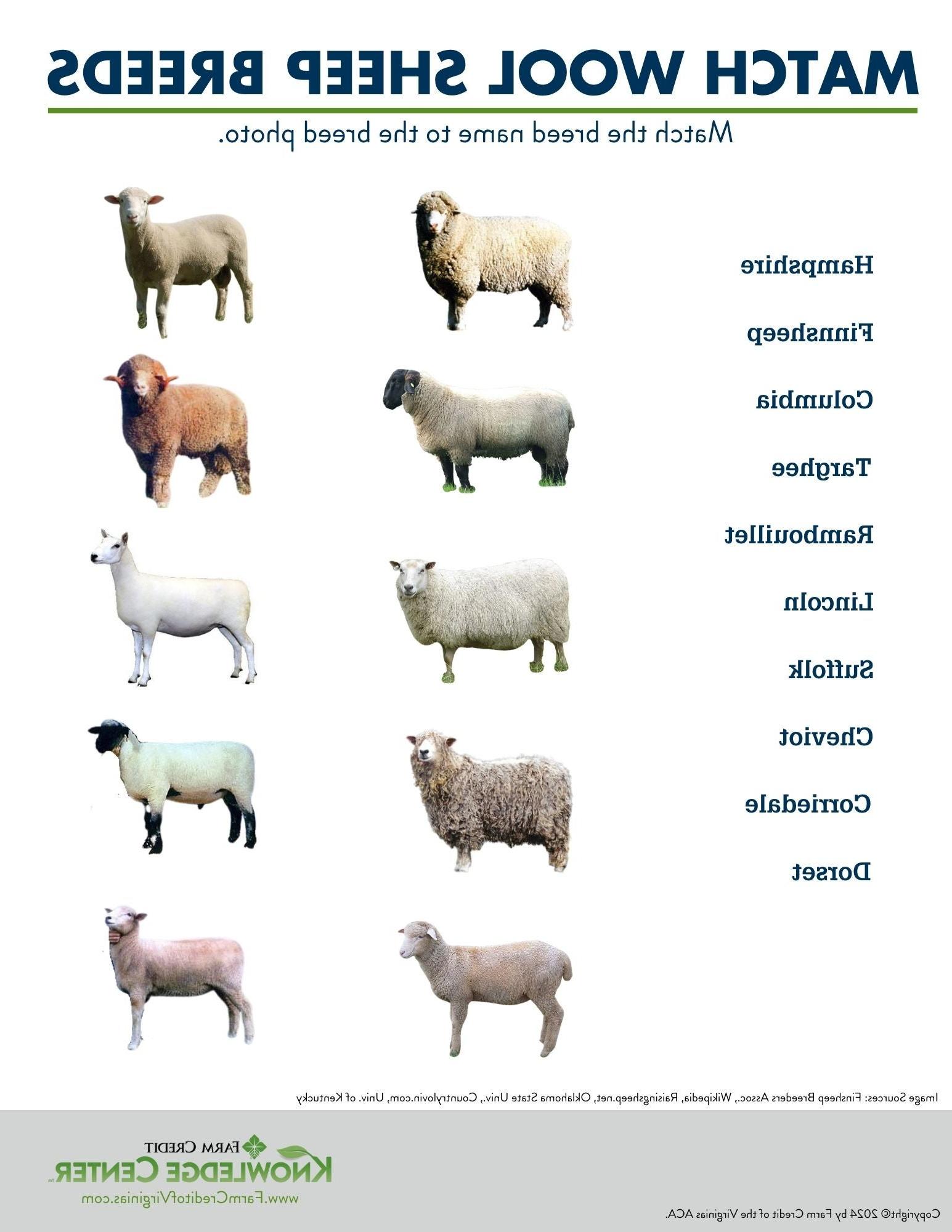 wool sheep worksheet