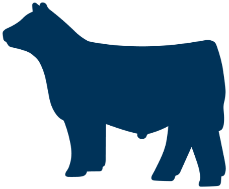 image of beef cattle